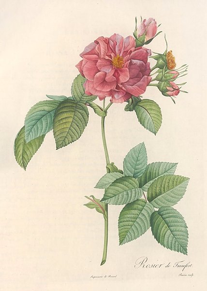 Rosa Turbinata