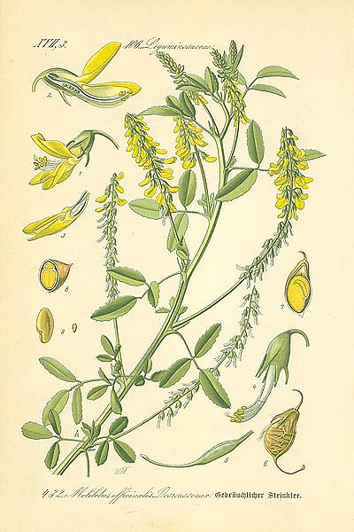 Leguminosaeceae, Melilotus officinalis Desrousseaux