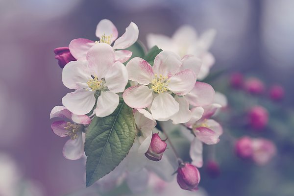 Белые цветки красной вишни весной