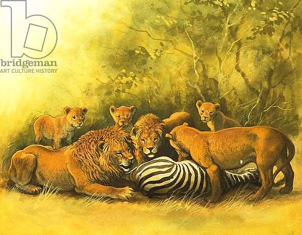Lions feeding on a zebra carcass
