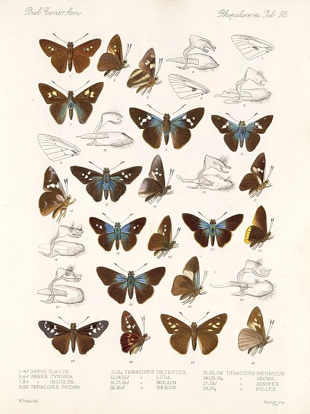 Insecta Lepidoptera-Rhopalocera Pl 106