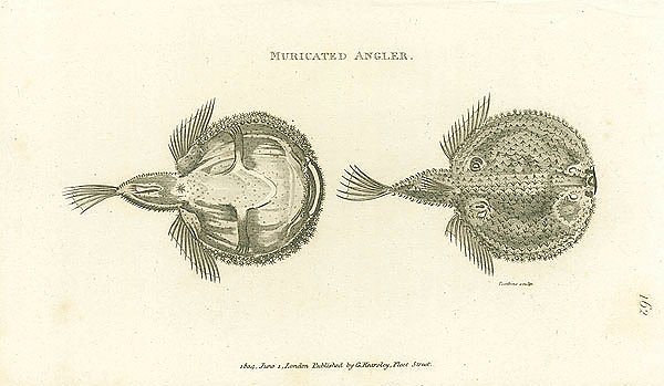 Muricated Angler
