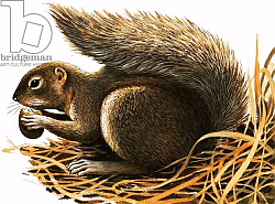 Постер Дэвис Р. (жив, дет) X for... Xerus erythropus or African Squirrel Постер Дэвис Р. (жив, дет) X for... Xerus erythropus or African Squirrel