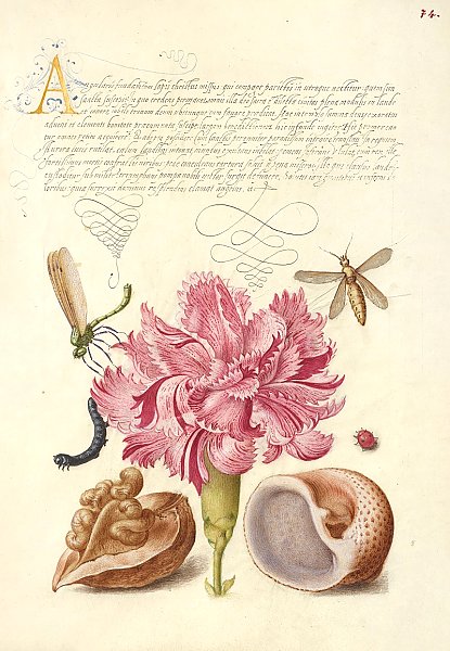 Damselfly, Carnation, Insect, Caterpillar, Ladybird, English Walnut, and Marine Mollusk