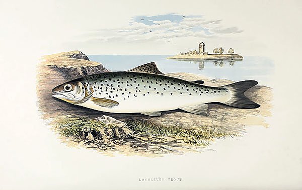 Lochleven trout