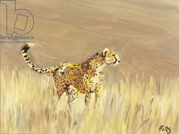 Cheetah study 1, 2015