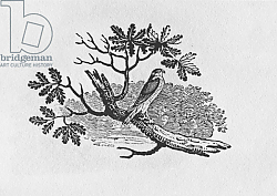 Постер Бевик Томас The Sparrowhawk from the 'History of British Birds' Volume I, pub. 1797 Постер Бевик Томас The Sparrowhawk from the 'History of British Birds' Volume I, pub. 1797