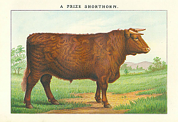 Постер A Prize Shorthorn