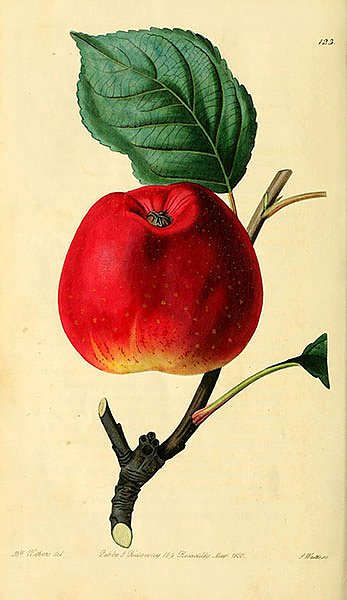 Красное астраханское яблоко