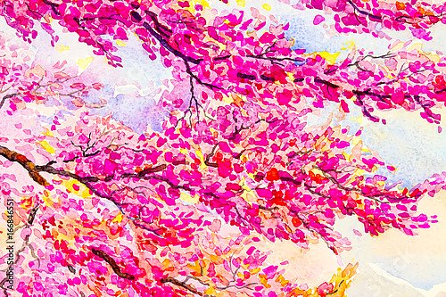 Ветви дикой гималайской вишни в цвету