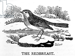 Постер Бевик Томас The Redbreast, illustration from 'The History of British Birds' 1797 Постер Бевик Томас The Redbreast, illustration from 'The History of British Birds' 1797