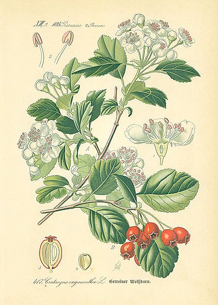 Rosaceae, Pomeae, Crataegus oxyacantha