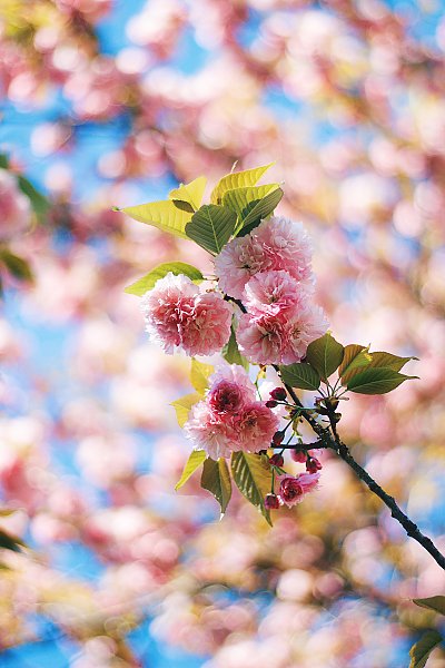 Веточка цветущего вишневого дерева