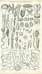 Постер Echinodermata, Entozoa, Infusoria,Mollusca 1 Постер Echinodermata, Entozoa, Infusoria,Mollusca 1