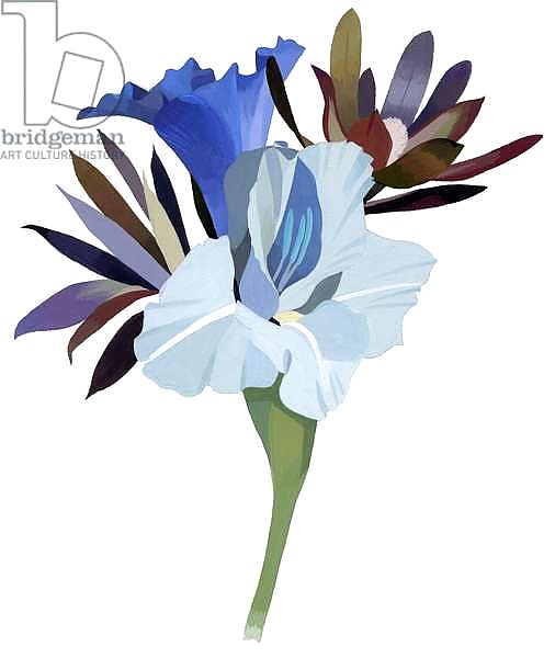 blue  petals