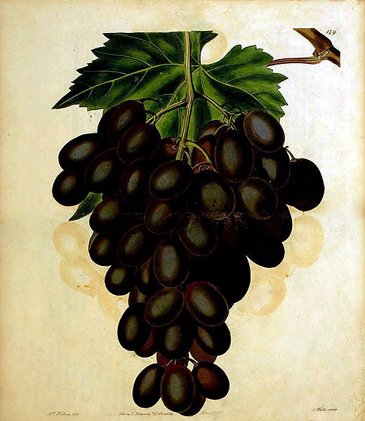 Гроздь винограда Horsforth