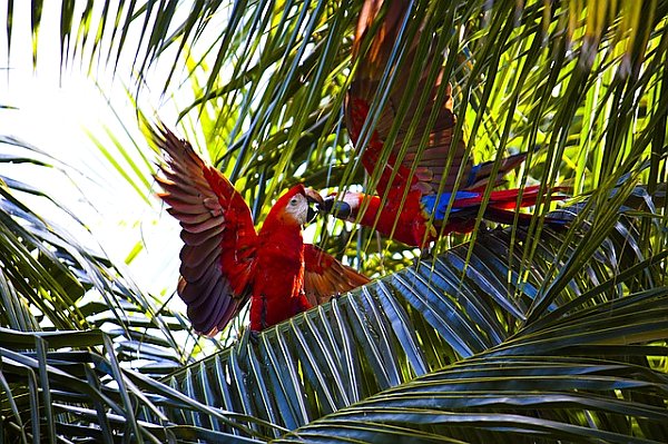 Красные попугаи в листве