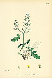 Постер Nasturtium Palustre. Marsh Yellow-cress.