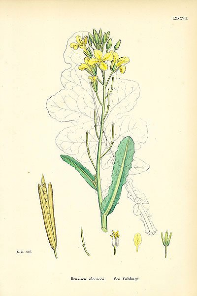 Brassica Oleracea. Sea Cabbage. 1