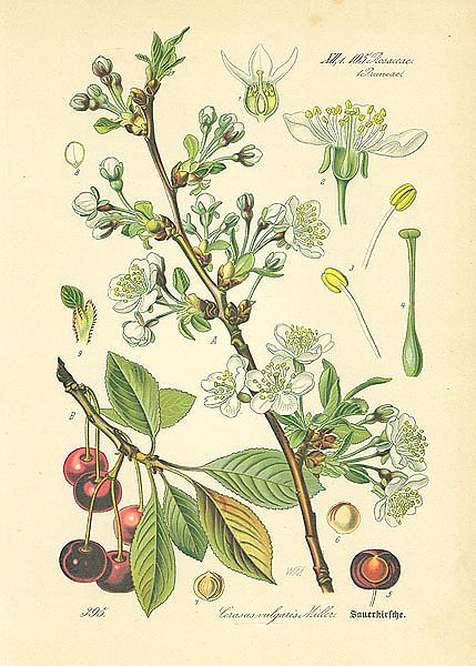 Rosaceae, Pruneae, Cerasus vulgaris Miller