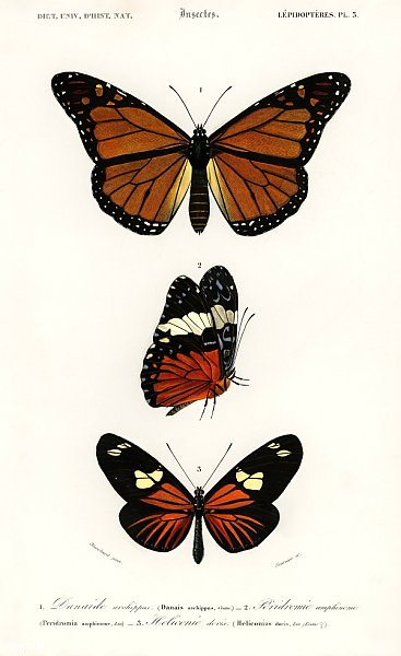 Разные виды бабочек 4