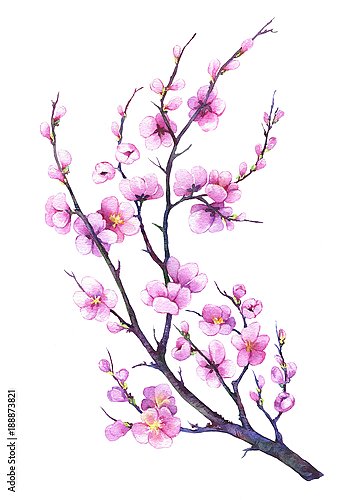 Восточная вишневая ветка с розовыми цветами
