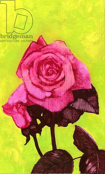 Bright Rose, 1980s