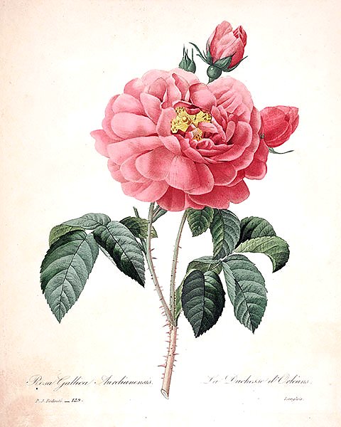 Орлеанская роза