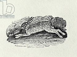 Постер Бевик Томас The Hare from 'History of British Birds and Quadrupeds' Постер Бевик Томас The Hare from 'History of British Birds and Quadrupeds'