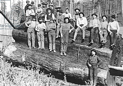 Постер Американский фотограф Woodcutters in California, 1891 Постер Американский фотограф Woodcutters in California, 1891