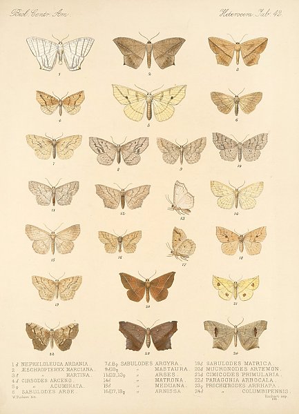 Insecta Lepidoptera-Heterocera Pl 042