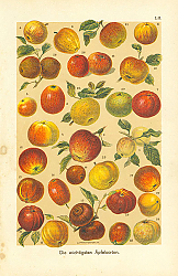 Постер Die wichtigsten Apfelsorten 1