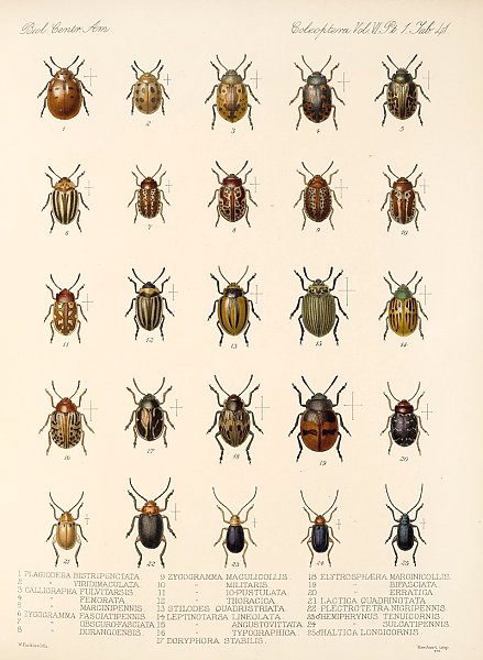 Insecta Coleoptera Pl 273
