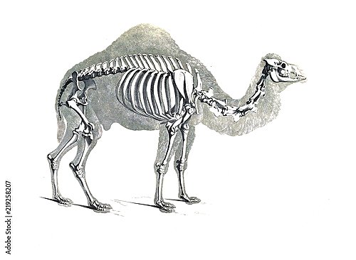 Скелет верблюда