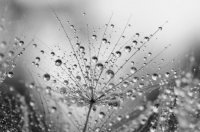 Черно-белое