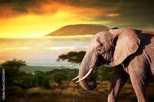 Слон на фоне Килиманджаро на закате
