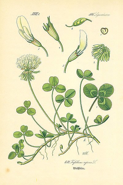 Leguminosae, Trifolium repens