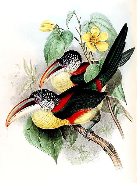 Pteroglossus beauharnaesii