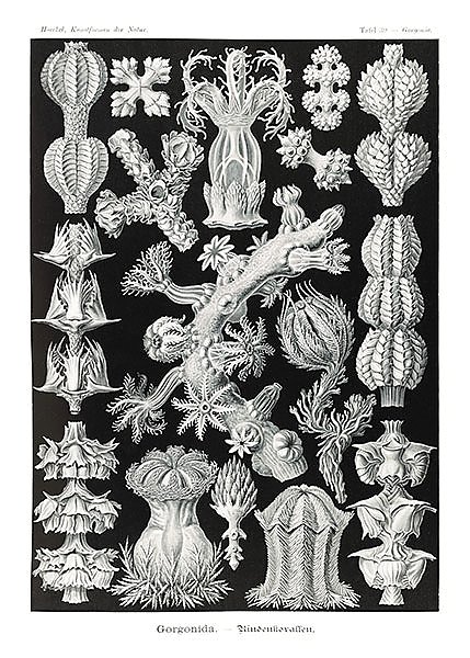 Gorgonida–Rindenkorallen