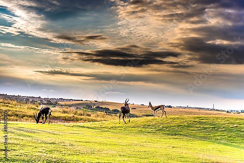 Антилопы в поле на рассвете
