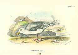 Постер Glaucous Gull