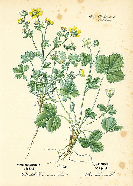 Rosaceae, Potentilleae, Potentilla Fragariastrum Ehrhart, Potentilla verna