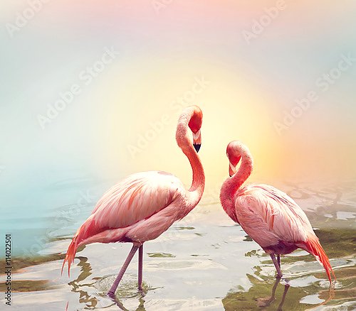 Два розовых фламинго у воды