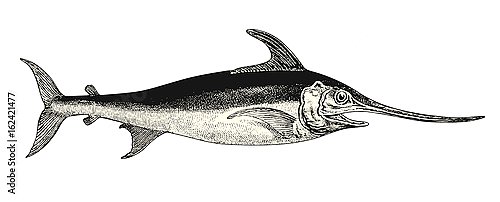 Ретро иллюстрация с меч-рыбой