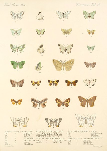 Insecta Lepidoptera-Heterocera Pl 050
