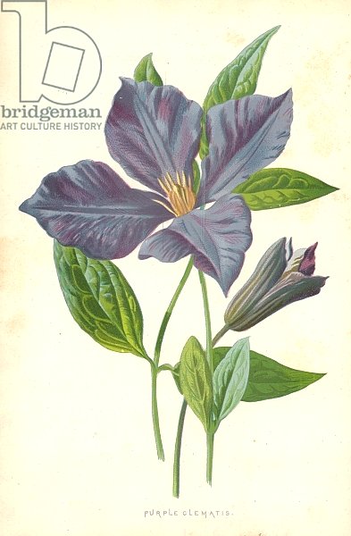 Purple Clematis