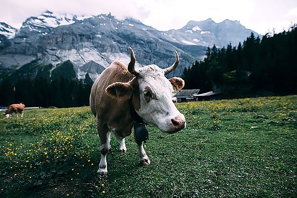 Корова на высокогорном пастбище