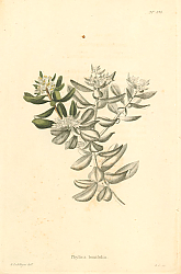Постер Phylica Buxifolia 1