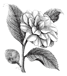 Постер Camellia Japonica or Rose of winter vintage engraving Постер Camellia Japonica or Rose of winter vintage engraving
