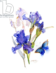Постер Килинг Джон (совр) Iris with blue butterfly, 2016, Постер Килинг Джон (совр) Iris with blue butterfly, 2016,
